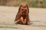 YORKSHIRE TERRIER 556